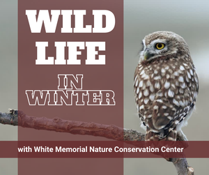 WILDLIFE IN WINTER